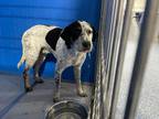 Adopt Spots a White Mixed Breed (Medium) dog in Whiteville, NC (38674478)