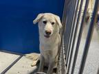 Adopt Jachi a White Mixed Breed (Medium) dog in Whiteville, NC (38674477)
