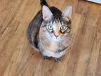 Adopt Tigris a Tortoiseshell Domestic Shorthair (short coat) cat in El Dorado