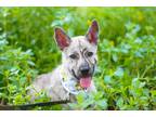 Adopt Ric a Brindle - with White Mountain Cur / Mixed Breed (Medium) / Mixed dog