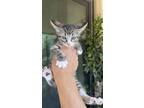 Adopt Pink kitten sisters a Spotted Tabby/Leopard Spotted American Shorthair cat