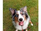 Adopt Hank a Merle Australian Shepherd / Mixed dog in Allentown, PA (38660513)