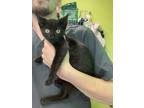 Adopt Coolio a All Black Domestic Shorthair / Domestic Shorthair / Mixed cat in
