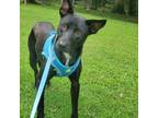 Adopt Tino a Black - with White Australian Kelpie / Mixed dog in Glastonbury