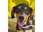 Adopt Cesar a Black - with Brown, Red, Golden, Orange or Chestnut Miniature