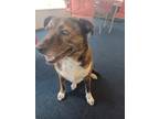 Adopt Stray, W Finken Ct a Brindle Mixed Breed (Large) / Mixed dog in Inverness