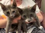 Adopt Petunia & Louie a Gray, Blue or Silver Tabby Domestic Shorthair (short