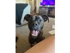 Adopt Shelby a Boxer / Mixed Breed (Medium) dog in Irwin, PA (38673556)