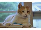 Adopt Sorbet a White (Mostly) Domestic Shorthair (short coat) cat in New