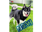 Adopt Noah a Black Mixed Breed (Medium) / Mixed dog in Grand Island