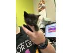Adopt Milani a All Black Domestic Mediumhair / Domestic Shorthair / Mixed cat in