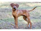 Adopt Dan a Red/Golden/Orange/Chestnut Redbone Coonhound / Mixed dog in
