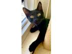 Adopt Peanut - Dog Friendly a All Black Domestic Shorthair (short coat) cat in