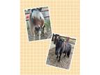 Adopt Tex and Tank a Paint Other/Unknown horse in GRANBURY, TX (38673095)