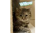 Adopt Willow a Gray or Blue Domestic Shorthair / Mixed Breed (Medium) / Mixed