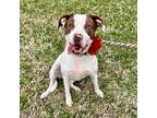 Adopt Lyric a White - with Tan, Yellow or Fawn American Staffordshire Terrier /