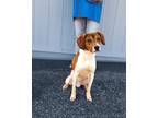 Adopt Bo a White - with Brown or Chocolate Beagle / Hound (Unknown Type) / Mixed