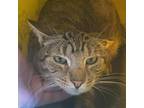 Adopt Lakelan a Brown or Chocolate Domestic Shorthair / Mixed cat in Sherman