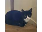 Adopt Jill a All Black Domestic Shorthair / Mixed cat in Sherman, NY (38672921)