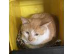 Adopt Jack a Orange or Red Domestic Shorthair / Mixed cat in Sherman