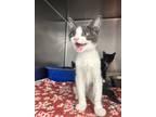 Adopt Haymitch a Gray or Blue (Mostly) Domestic Shorthair (short coat) cat in