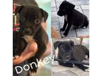 Adopt Donkey a Black American Pit Bull Terrier / Mixed dog in New Port Richey