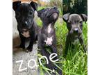 Adopt Zane a Black American Pit Bull Terrier / Mixed dog in New Port Richey