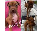 Adopt Auggie a Red/Golden/Orange/Chestnut American Pit Bull Terrier / Mixed dog