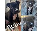 Adopt Ruby a Black American Pit Bull Terrier / Mixed dog in New Port Richey