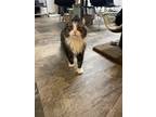 Adopt Sokka a Domestic Longhair / Mixed (short coat) cat in Bourbonnais