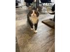 Adopt Sokka (was "Presley") a Domestic Longhair / Mixed (short coat) cat in