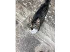 Adopt Katara (was "Bubbles") a Domestic Shorthair / Mixed (short coat) cat in