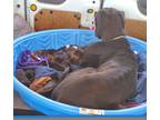 Adopt Rescue needs Help a Black Great Dane / Mixed dog in Phoenix, AZ (38672205)