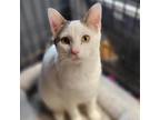 Adopt Mountain Dew a White Domestic Shorthair / Mixed cat in Carroll