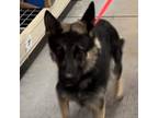 Adopt Victor a Brown/Chocolate German Shepherd Dog / Mixed dog in Las Vegas