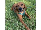 Adopt Pluto a Bloodhound / Mixed dog in Austin, TX (38672064)