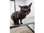 Adopt Gus a All Black Domestic Shorthair (short coat) cat in Bardstown
