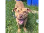 Adopt Sunny a Tan/Yellow/Fawn Mixed Breed (Medium) / Mixed dog in Philadelphia