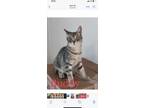 Adopt Buddy a Gray, Blue or Silver Tabby Egyptian Mau (short coat) cat in Acton