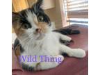 Adopt Wild thing a Calico or Dilute Calico Calico (medium coat) cat in Acton