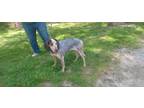 Adopt Dixie ⛰️ a Bluetick Coonhound / Mixed Breed (Medium) dog in Irwin