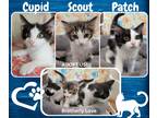 Adopt Cupid Scout Patch a Black & White or Tuxedo American Shorthair (short