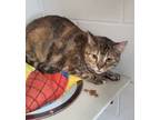 Adopt Sandy a Brown Tabby Domestic Shorthair (short coat) cat in Newport