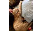 Adopt Tangee a Orange or Red Tabby Egyptian Mau (short coat) cat in Acton