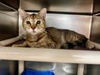 Adopt Juniper a Brown Tabby Domestic Shorthair (short coat) cat in Newport