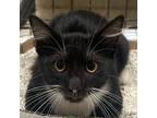 Adopt Reginald a All Black Domestic Shorthair / Mixed cat in St.