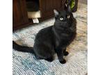 Adopt Lacina South a All Black Domestic Shorthair / Mixed cat in Mission