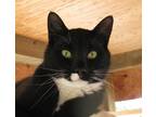 Adopt Big Z a Black & White or Tuxedo Domestic Shorthair (short coat) cat in