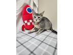 Adopt Bob Meowerly a Gray, Blue or Silver Tabby Domestic Shorthair (short coat)