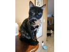 Adopt Marbles a Tortoiseshell Domestic Shorthair (medium coat) cat in Acton